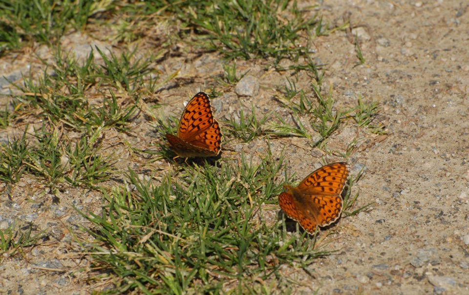 papillon orange-butterfly