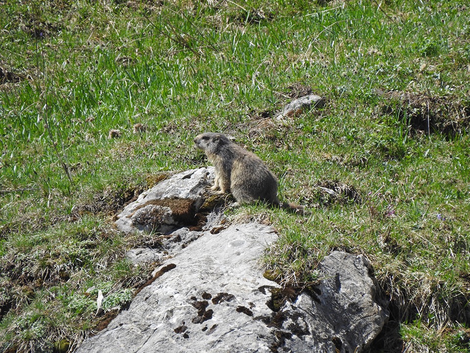 Marmotte région lac le Roy 02.06.19