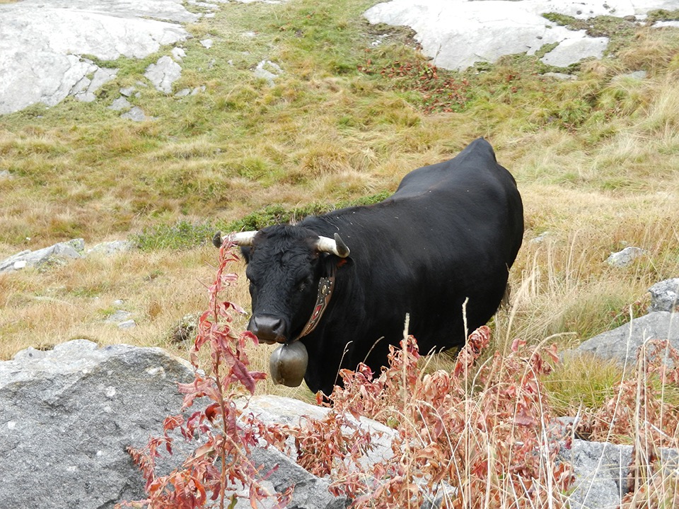 Vache d'Hérens au bord du lac de Mattemark 22.09.12