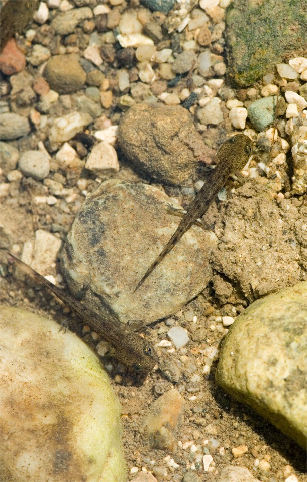 larve de salamandre tachetée