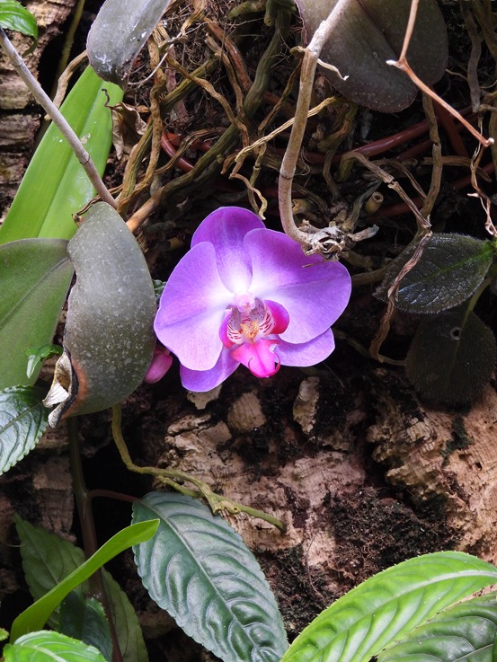 Orchidée de Formose jardin botanique 09.05.21