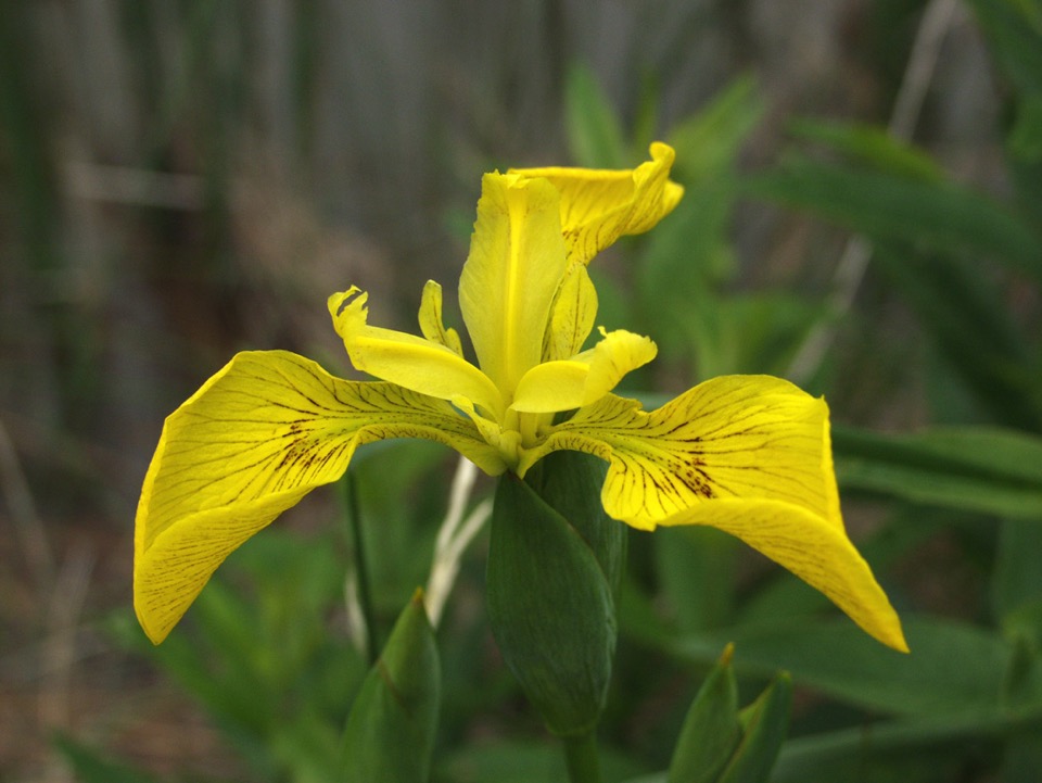 iris jaune