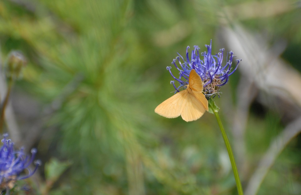 papillon jaune (nom inconnu)