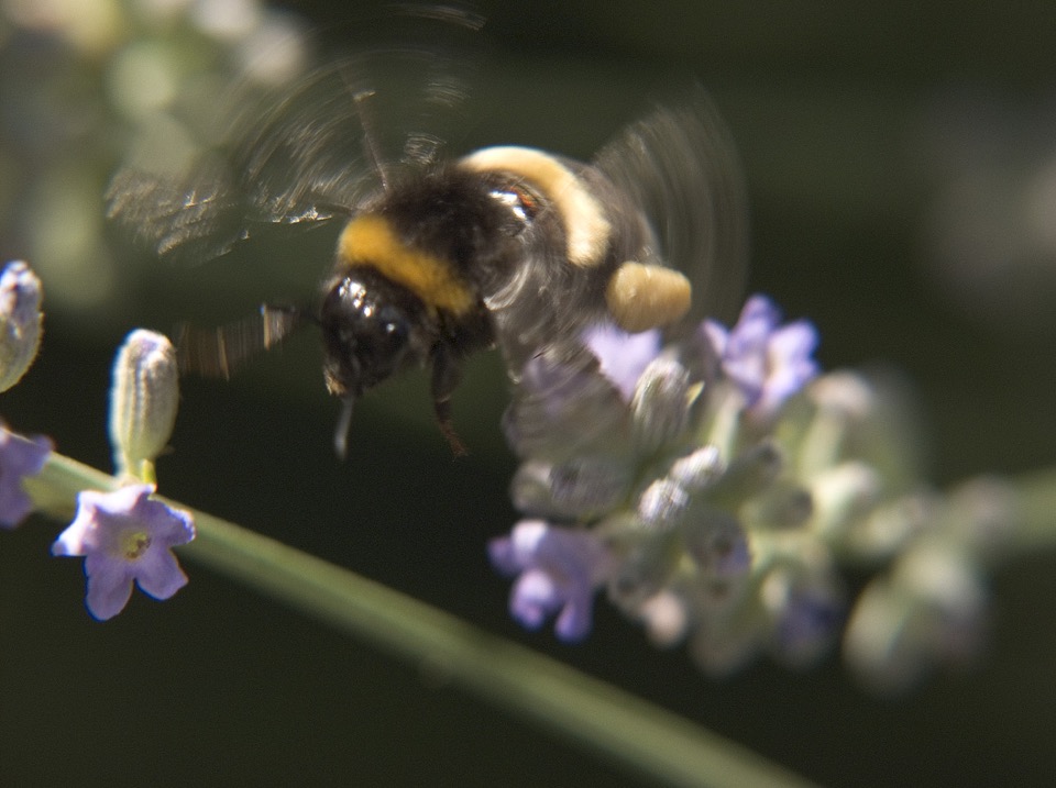 abeille en vole sur de la lavande